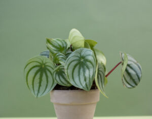 Watermelon Peperomia